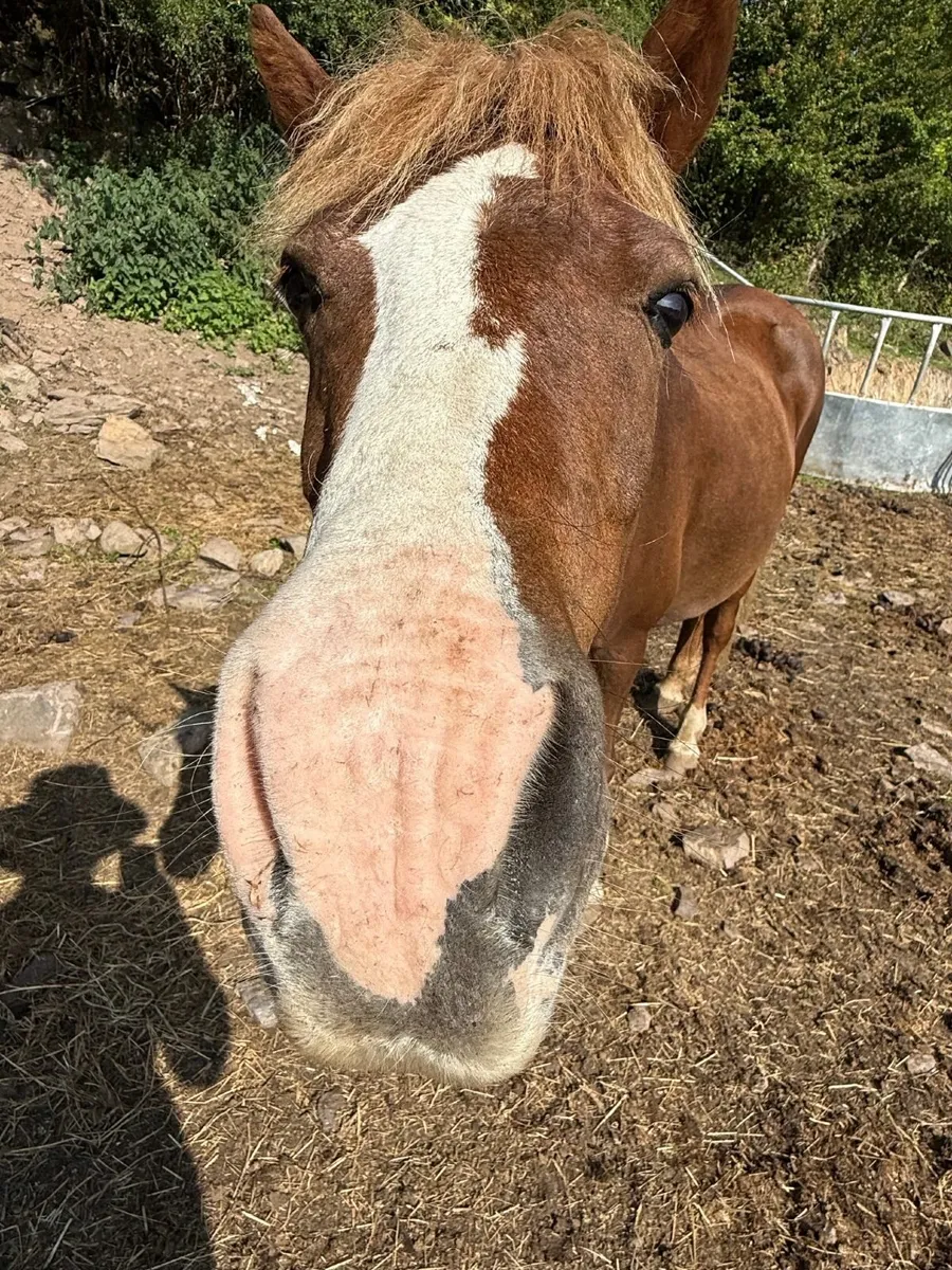 Stunning Kerry Bog pony mare - Image 2