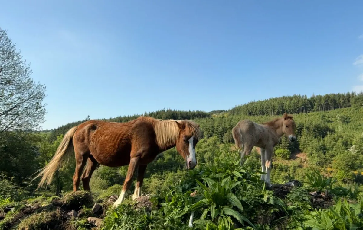 Stunning Kerry Bog pony mare - Image 3