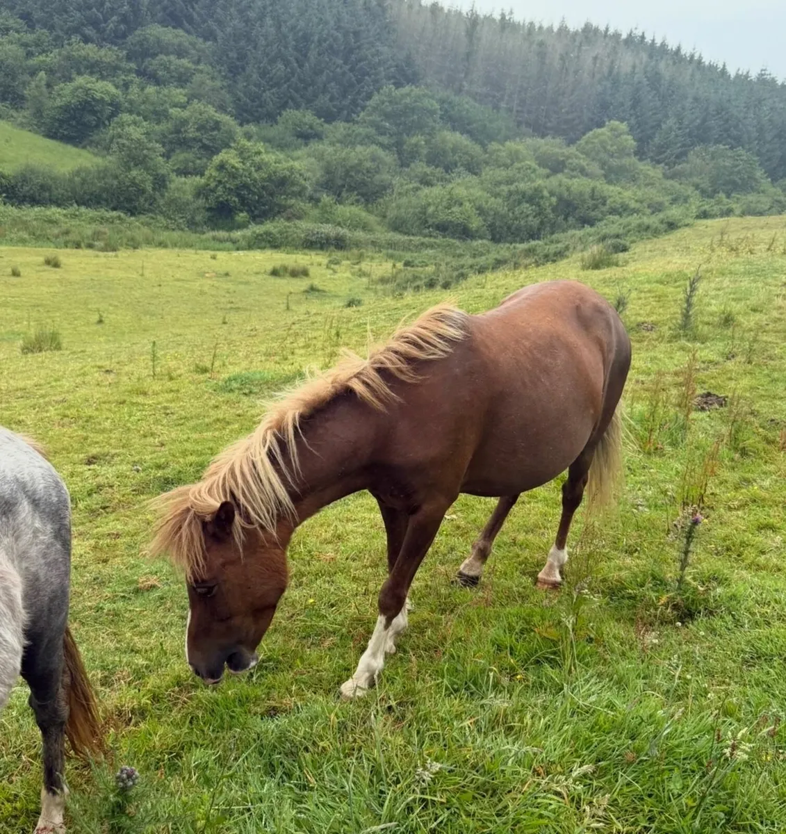 Stunning Kerry Bog pony mare - Image 4