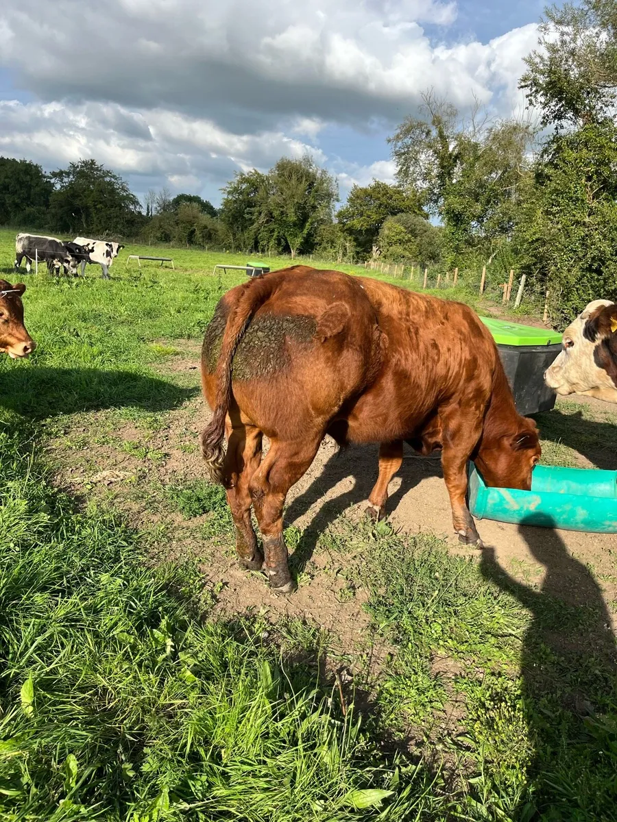 Show bullock - Image 1