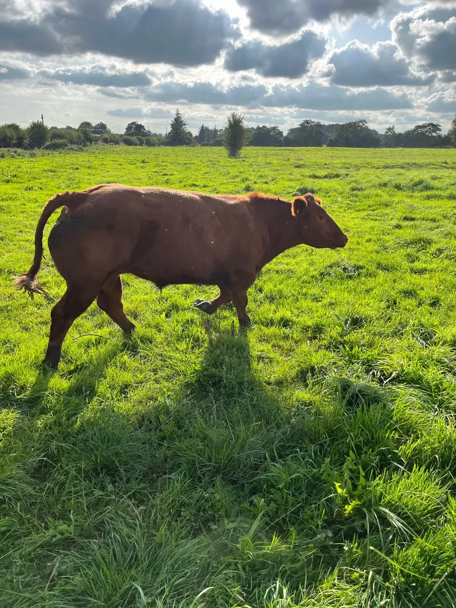 Show bullock - Image 2