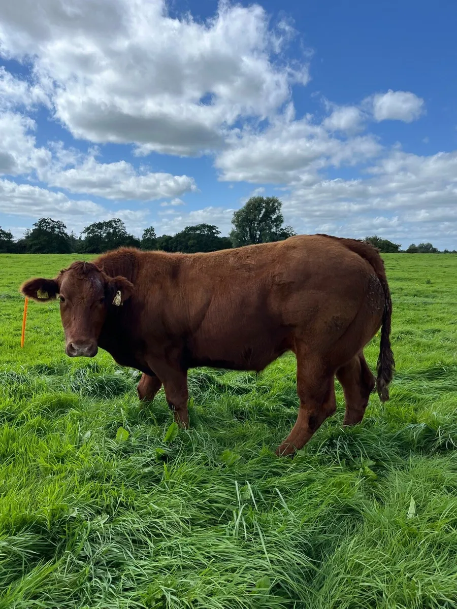 Show bullock - Image 4