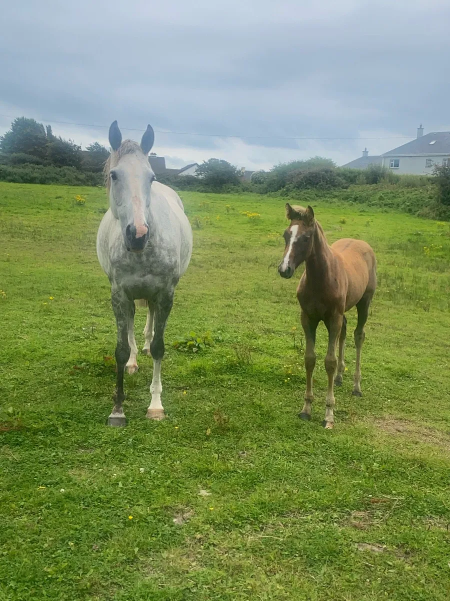 Loughehoe Guy mare X landsdown filly foal - Image 1