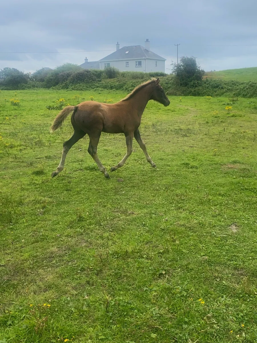Loughehoe Guy mare X landsdown filly foal - Image 4