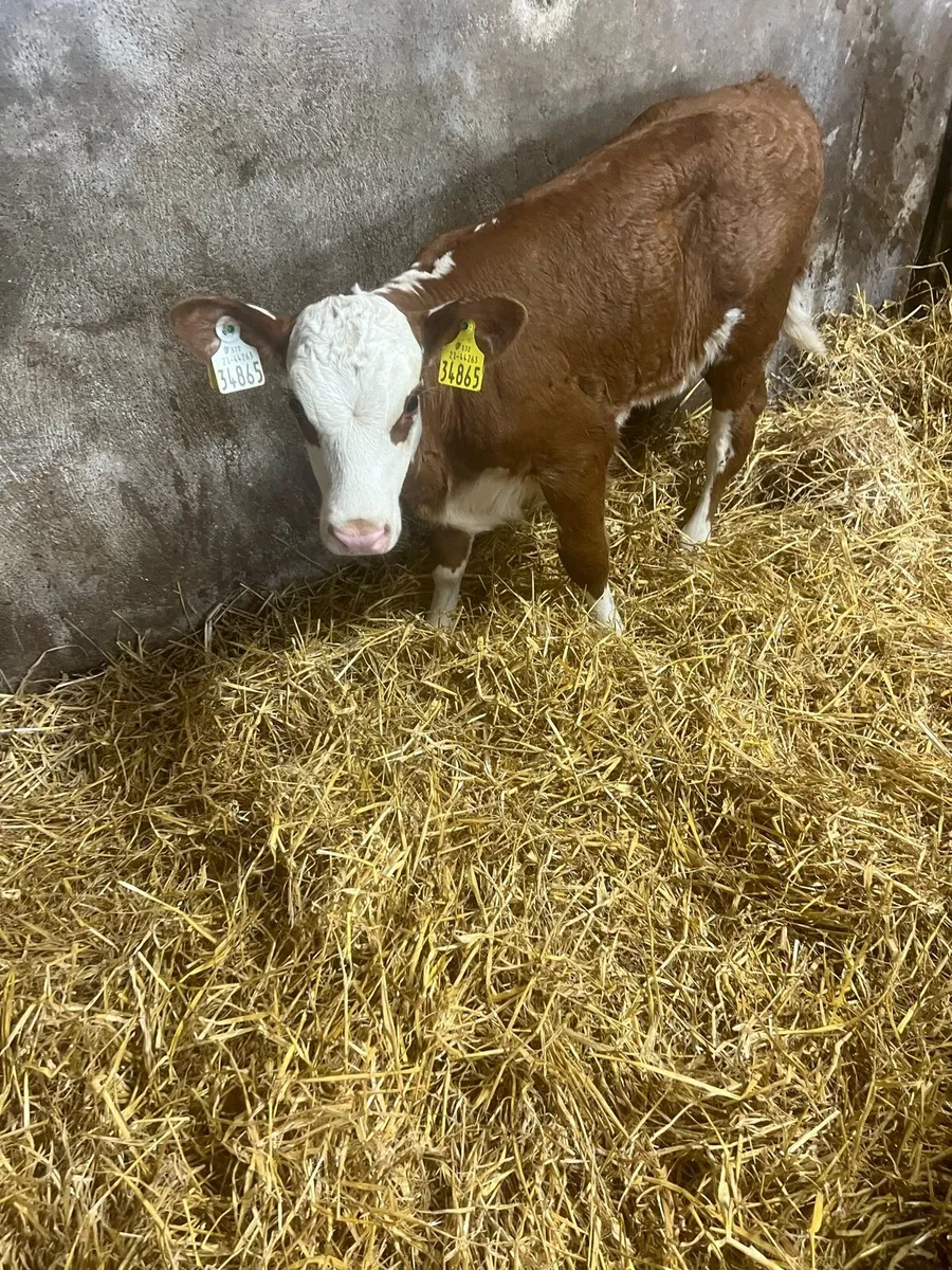 Sim heifer calf’s for sale - Image 1