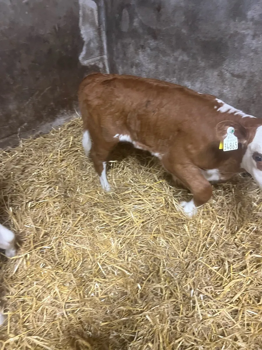 Sim heifer calf’s for sale - Image 2
