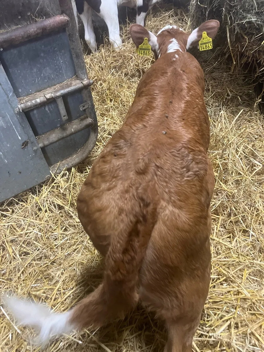 Sim heifer calf’s for sale - Image 3