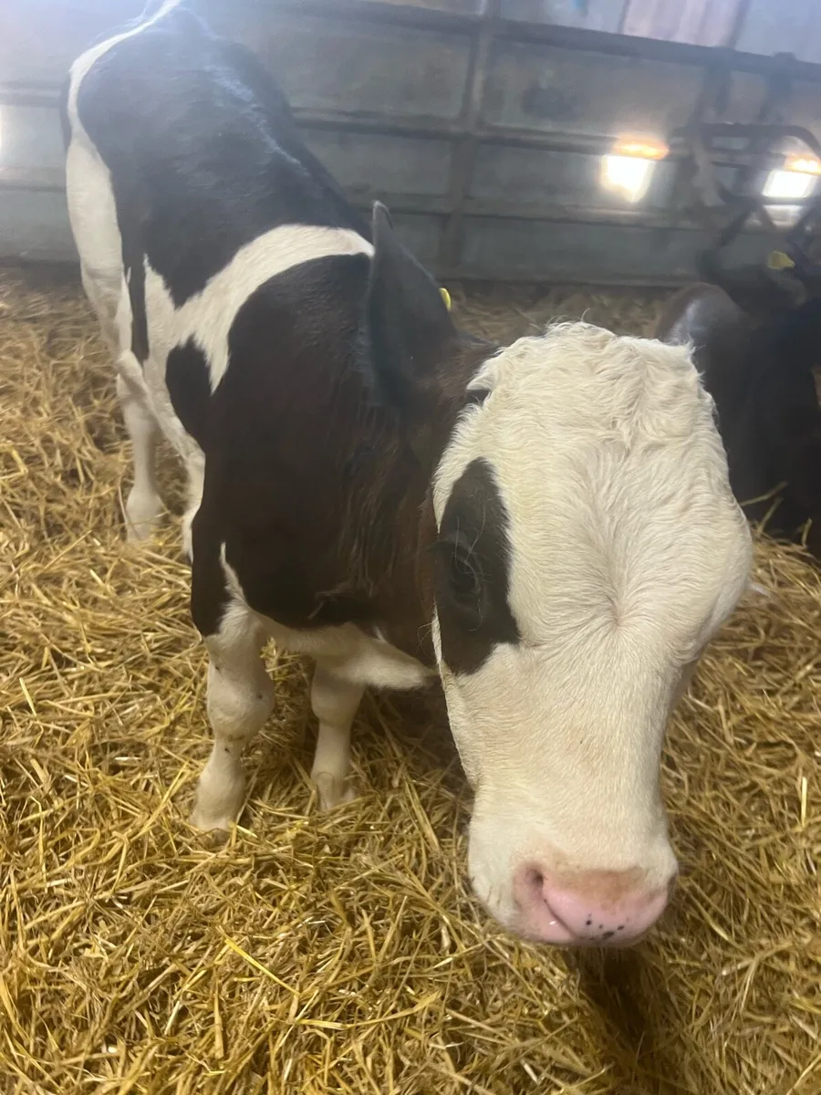 Sim heifer calf’s for sale - Image 4