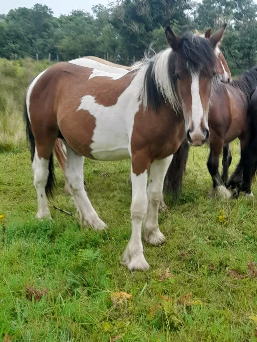 Cob colts - Image 1