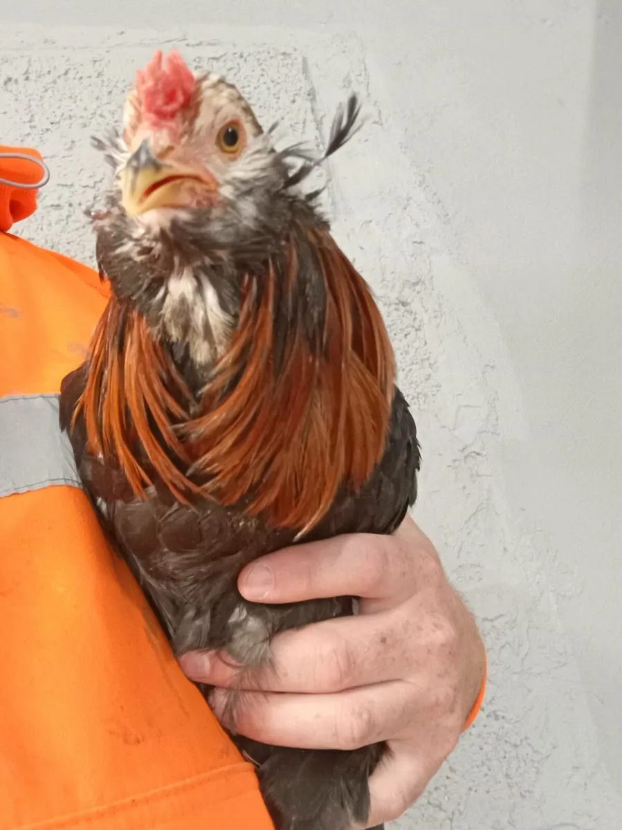 Roosters (free to good home) - Image 1