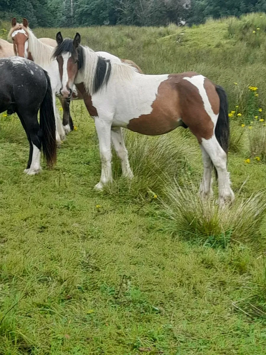 Cob colts - Image 2