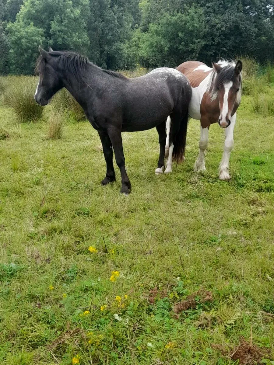 Cob colts - Image 3