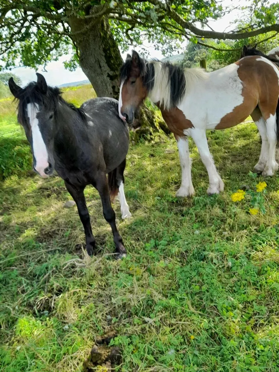 Cob colts - Image 4