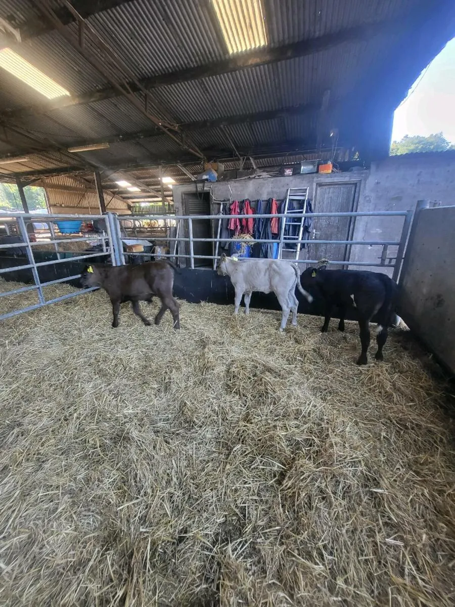 Calves - Image 1