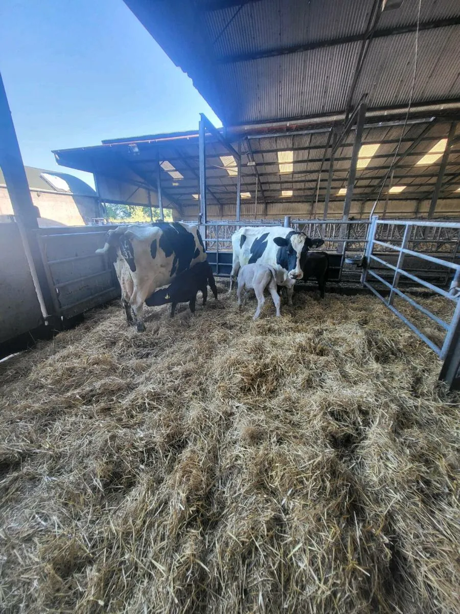 Calves - Image 2