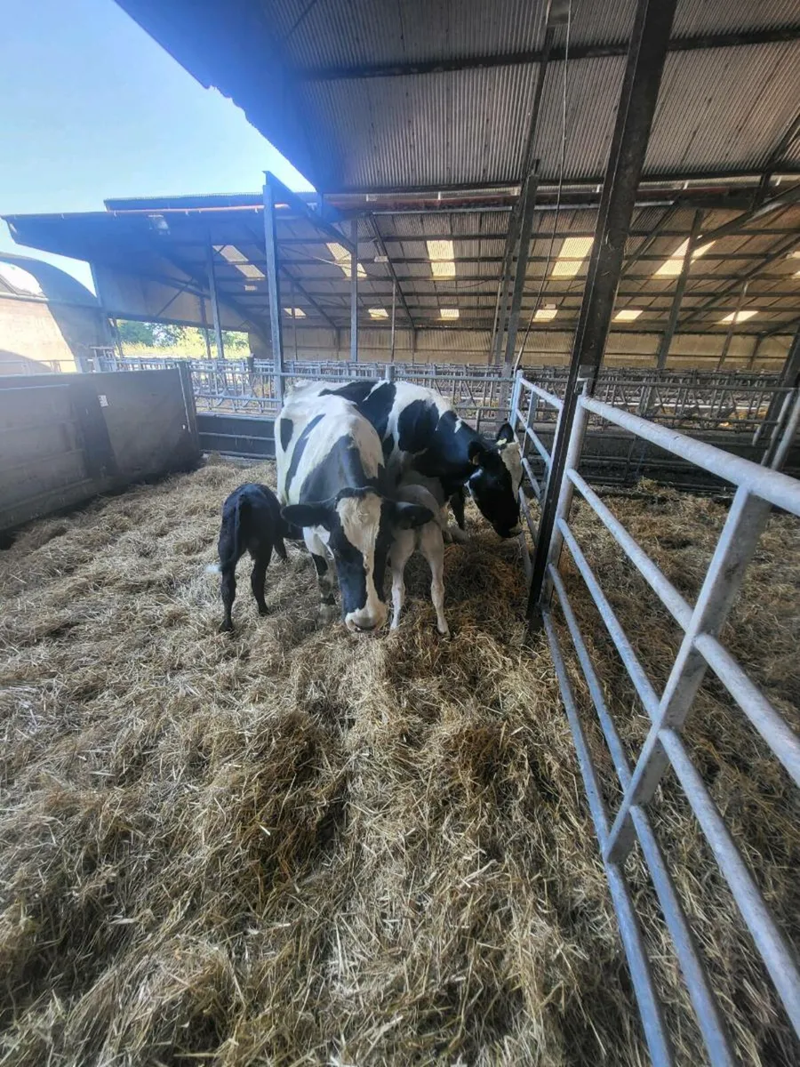 Calves - Image 3