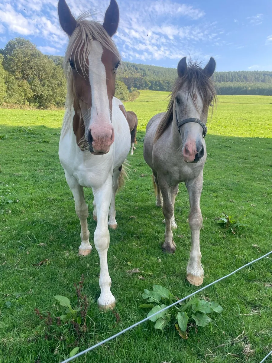 2 colts **on hold** - Image 1