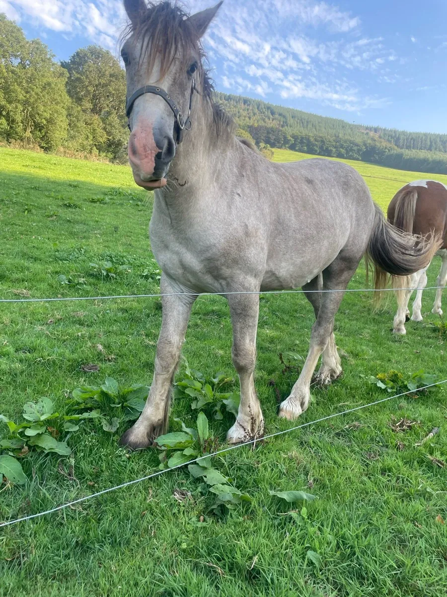2 colts **on hold** - Image 2