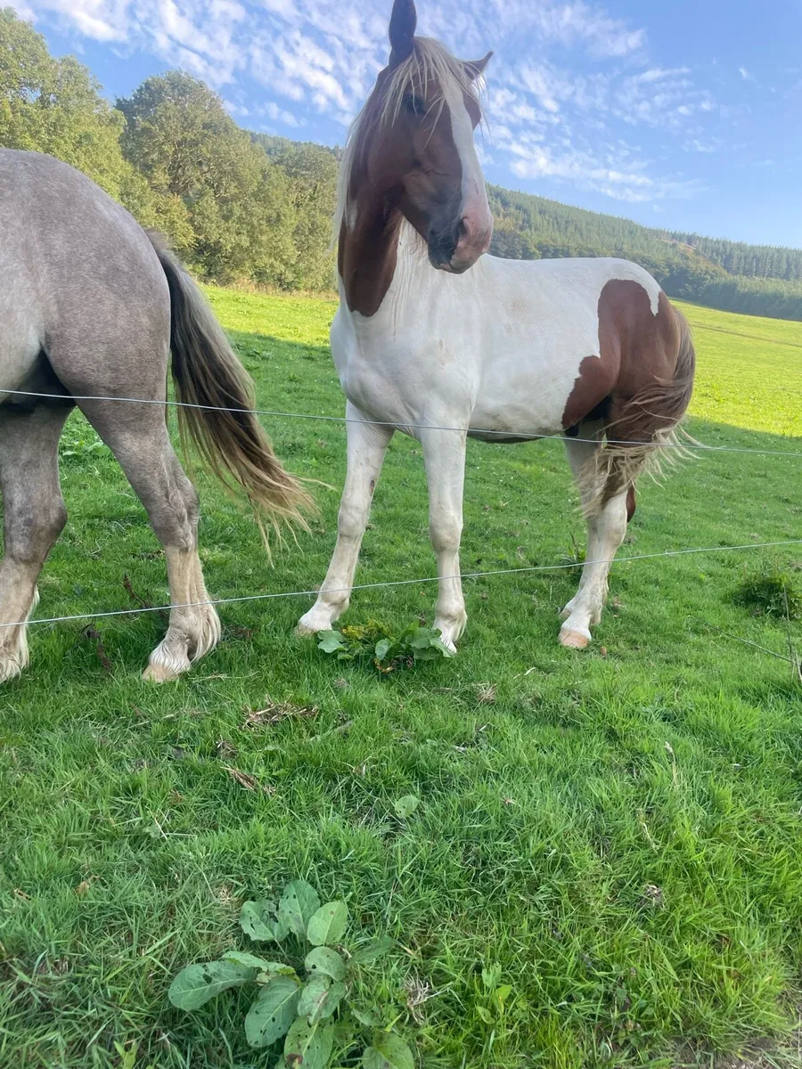 2 colts **on hold** - Image 3