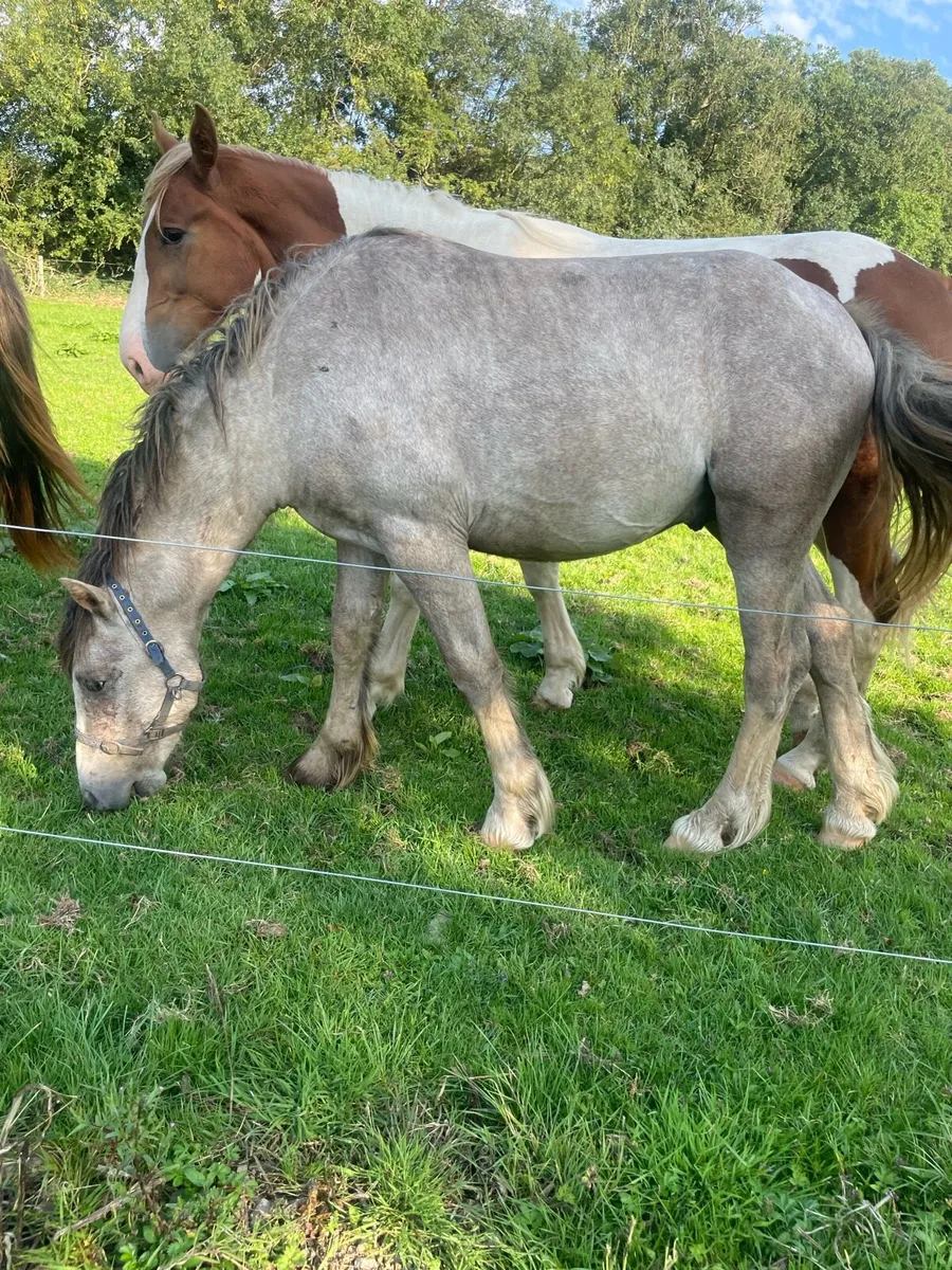 2 colts **on hold** - Image 4