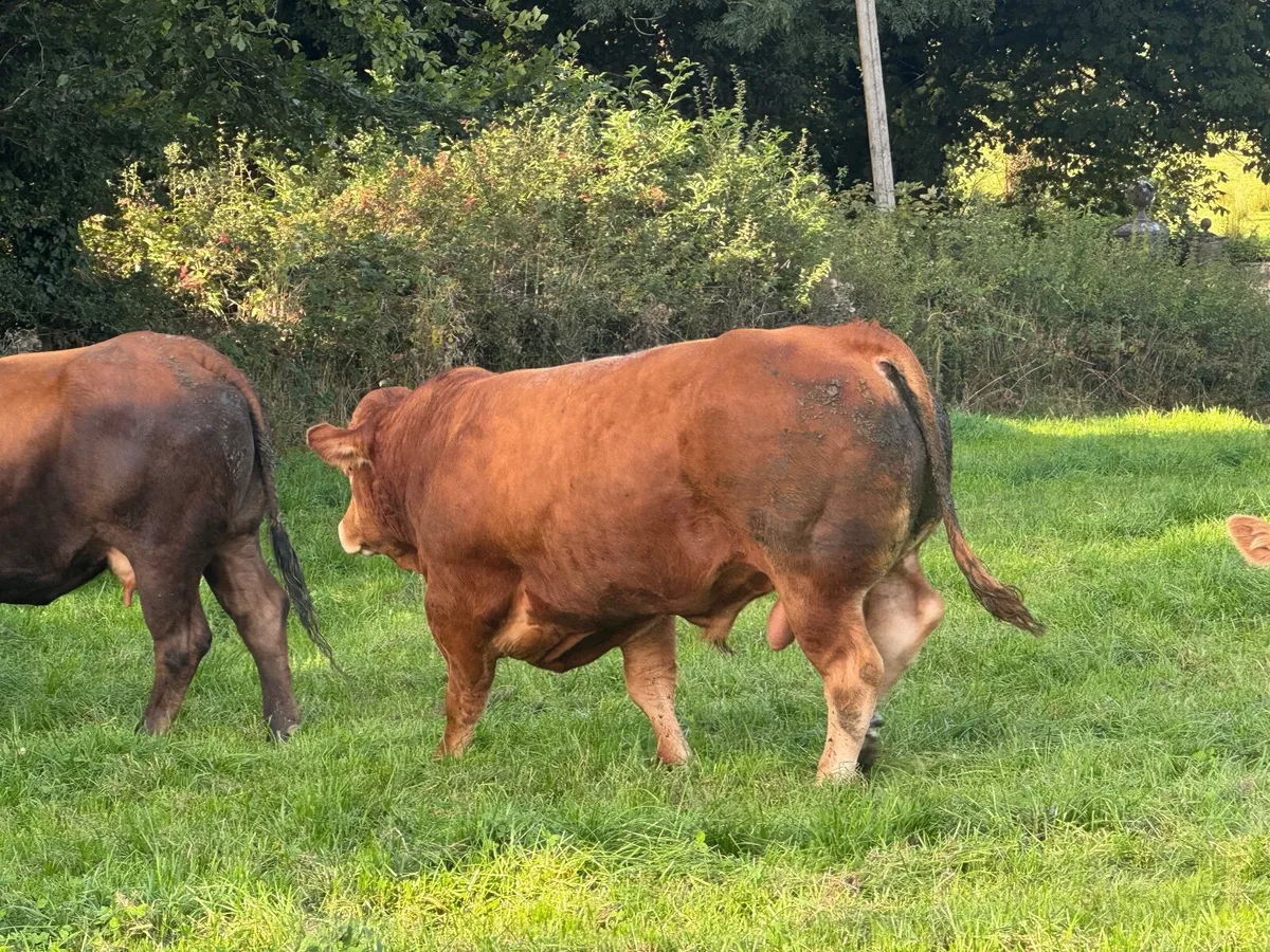 Pbr limousin bull - Image 4