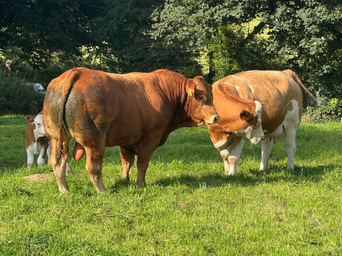 Pbr limousin bull - Image 1