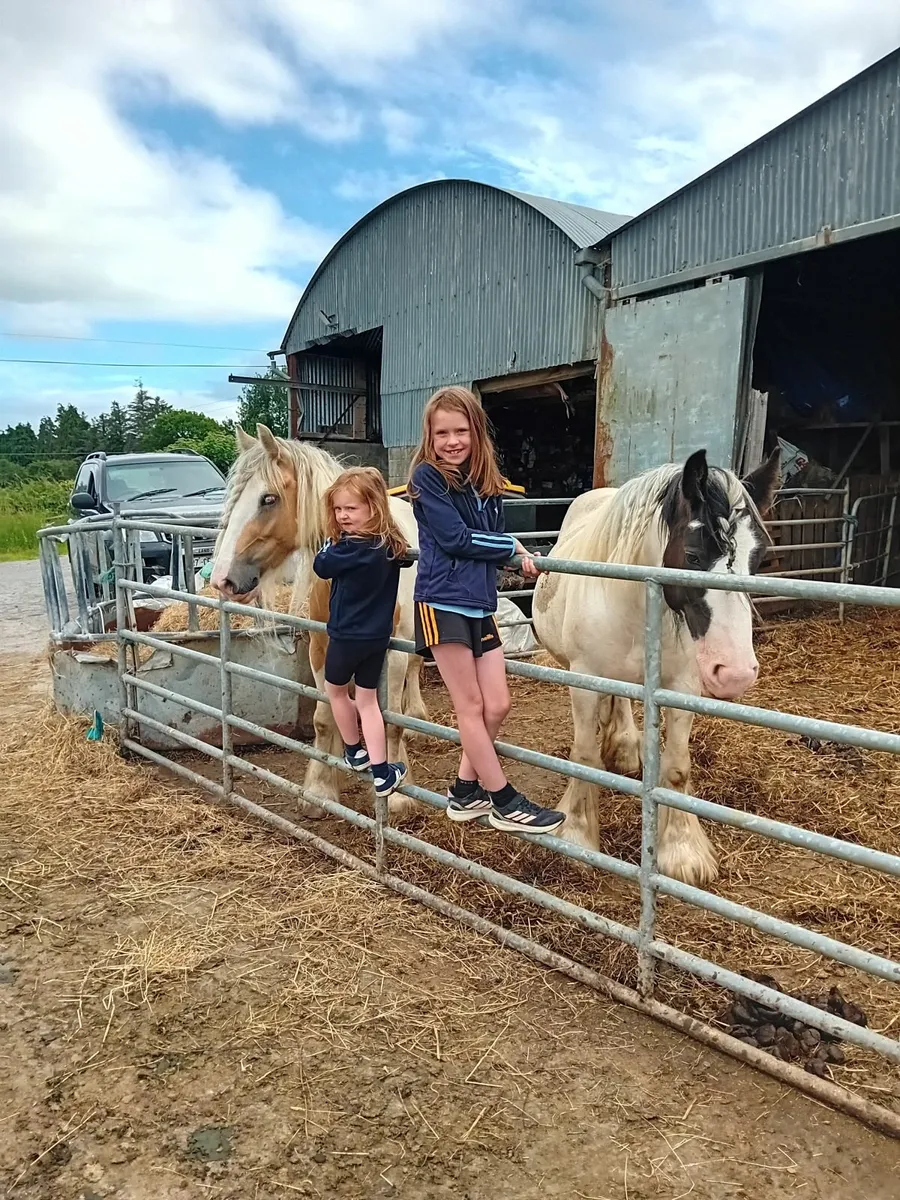 Horse - Image 1