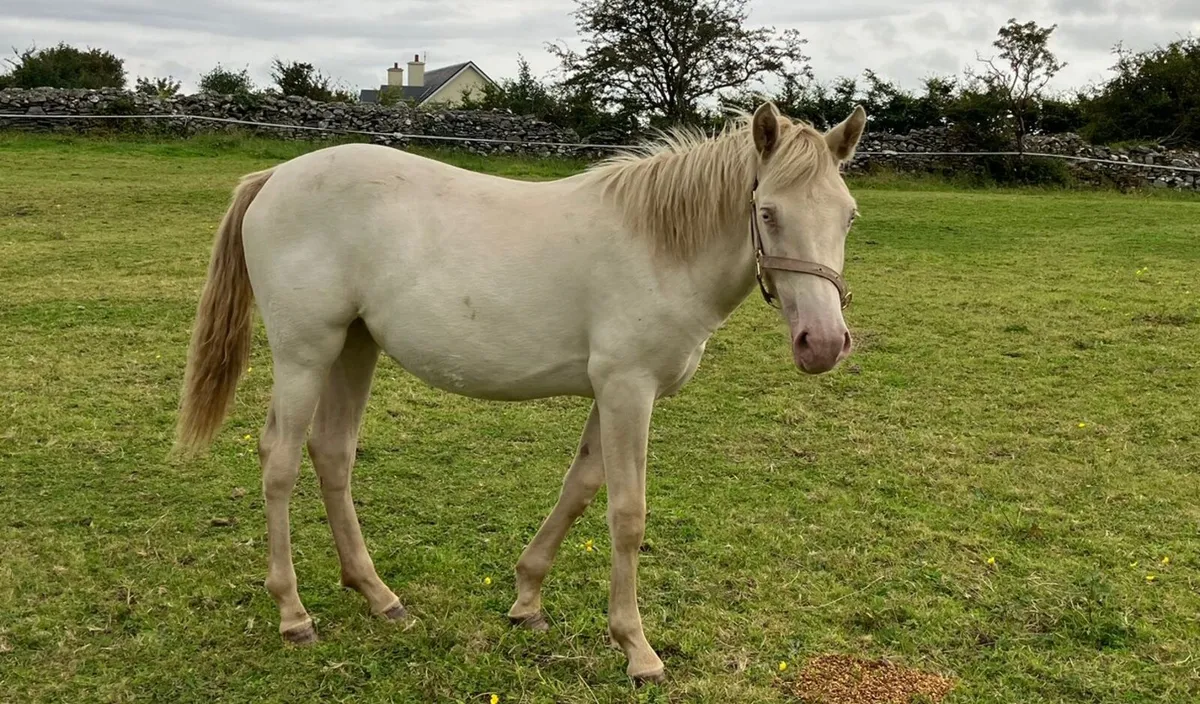FINAL PRICE DROP: Yearling Cream Connemara Filly - Image 2
