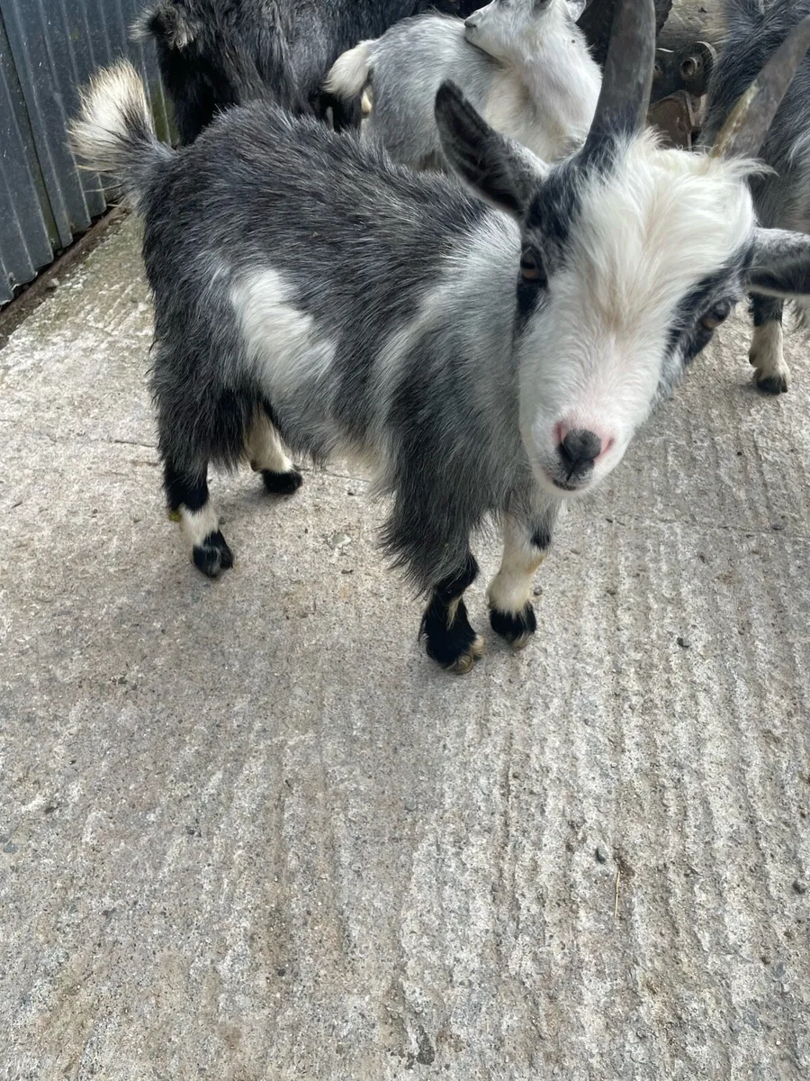 Pygmy puck goats - Image 1
