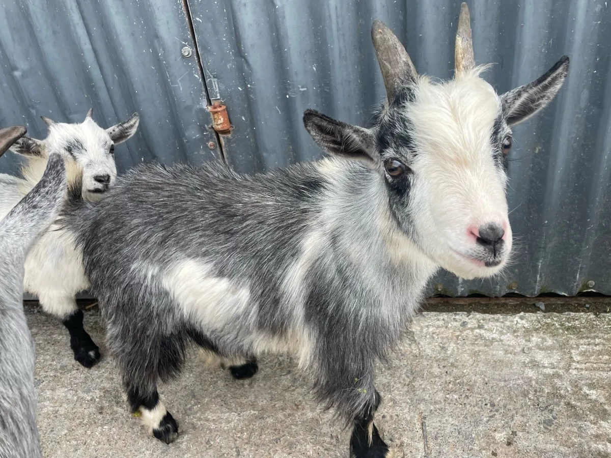 Pygmy puck goats - Image 2