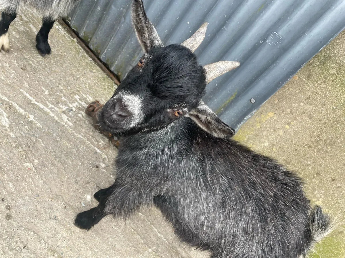 Pygmy puck goats - Image 3