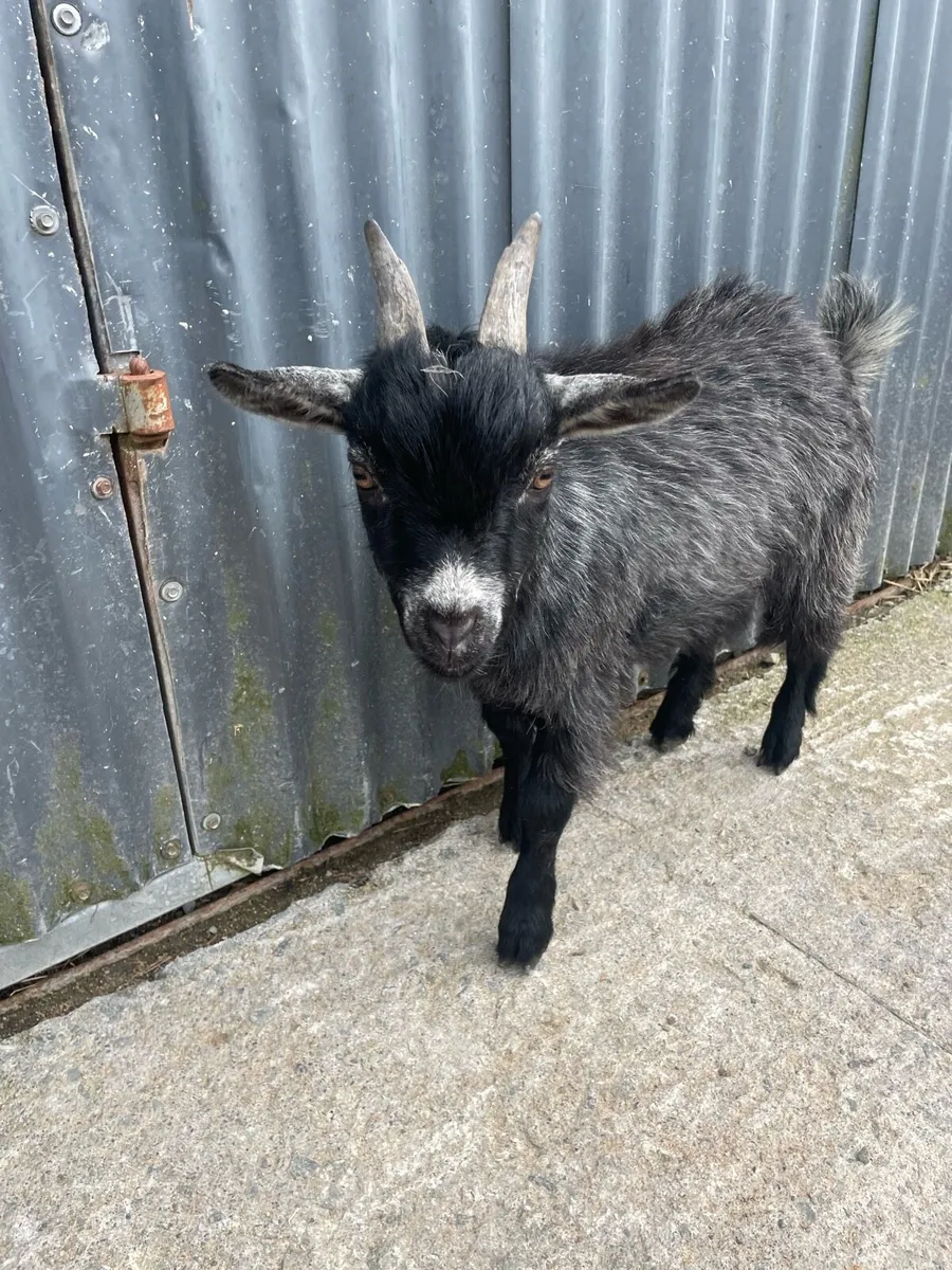 Pygmy puck goats - Image 4