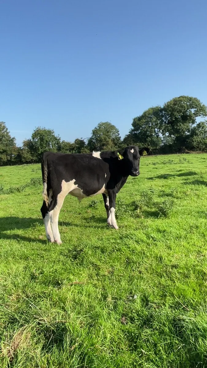 4 Frx bullocks - Image 1