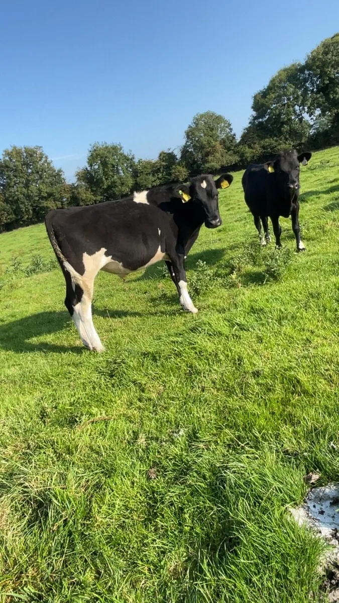 4 Frx bullocks - Image 2