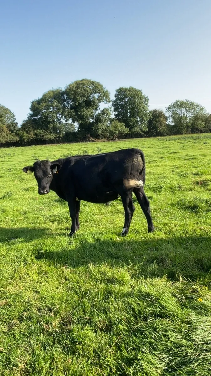 4 Frx bullocks - Image 3