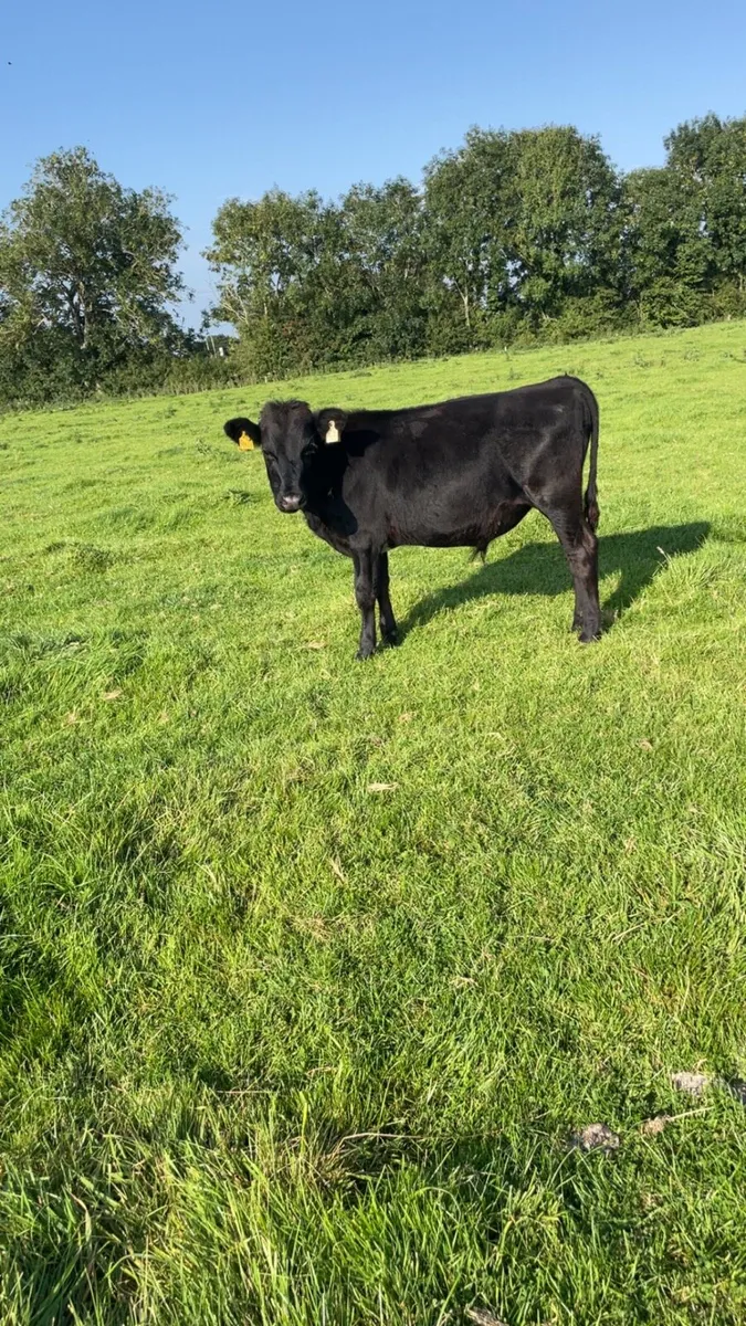 4 Frx bullocks - Image 4