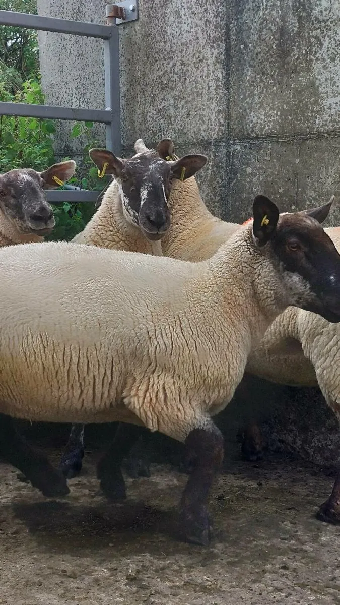 Borris Ewes - Image 3