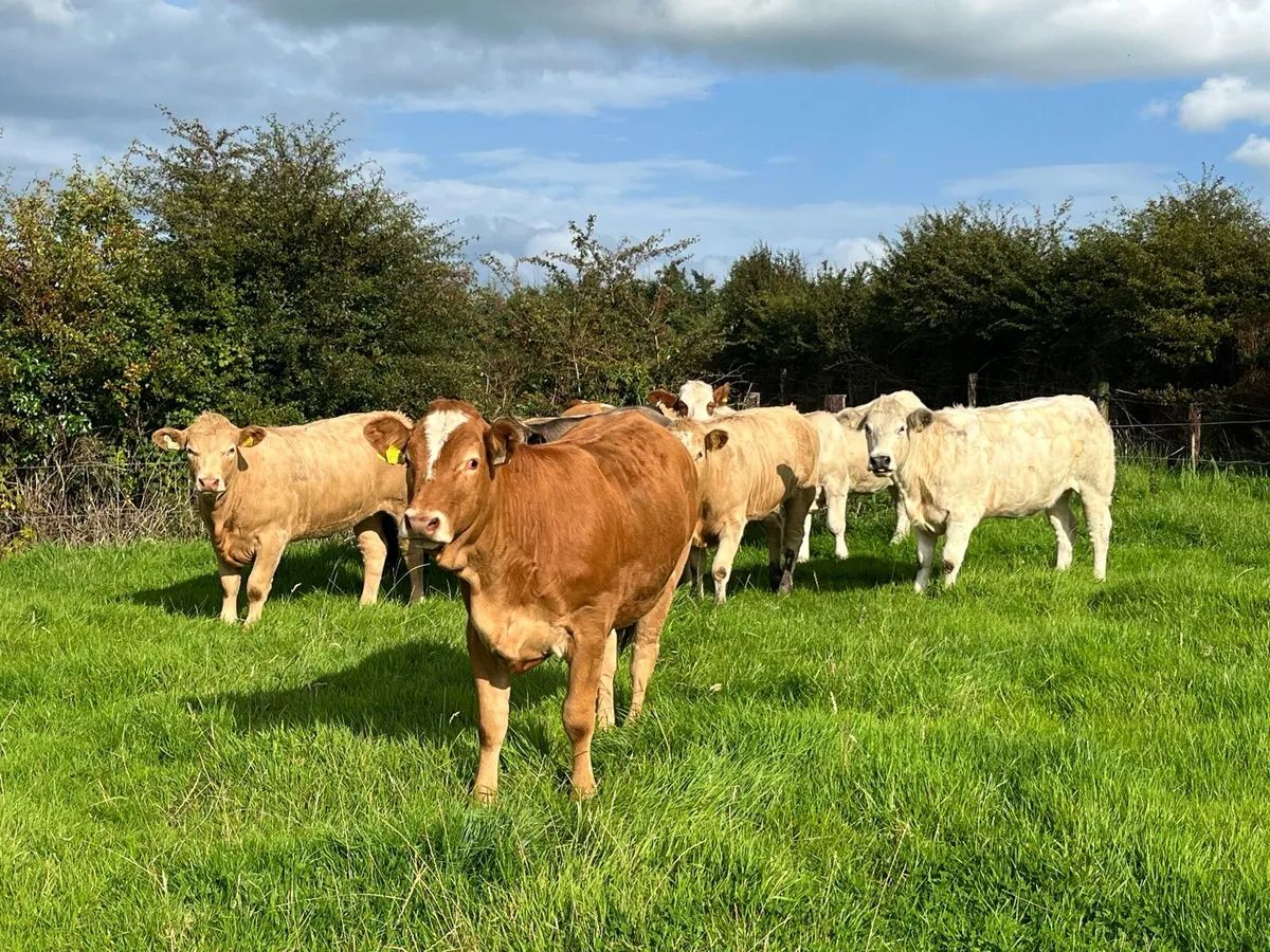 Store Heifers - Image 1