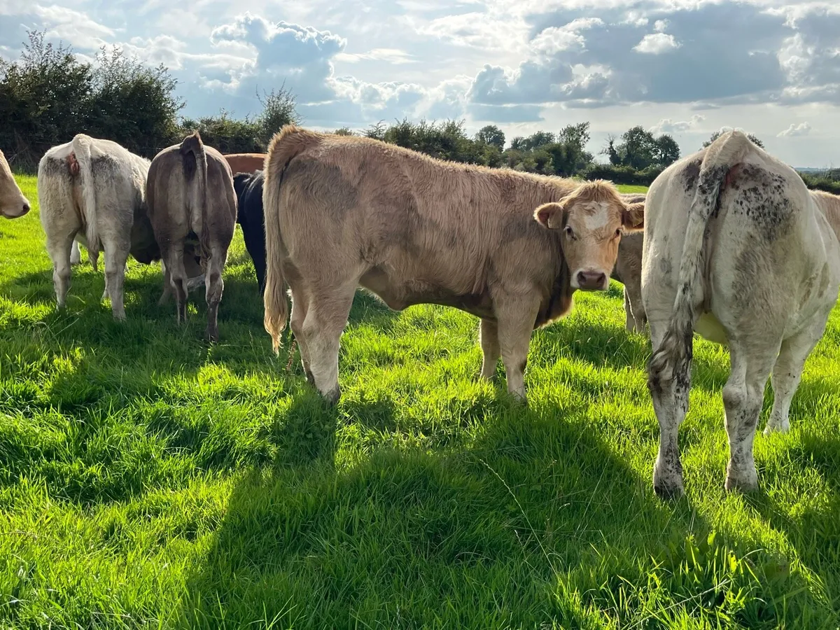 Store Heifers - Image 2
