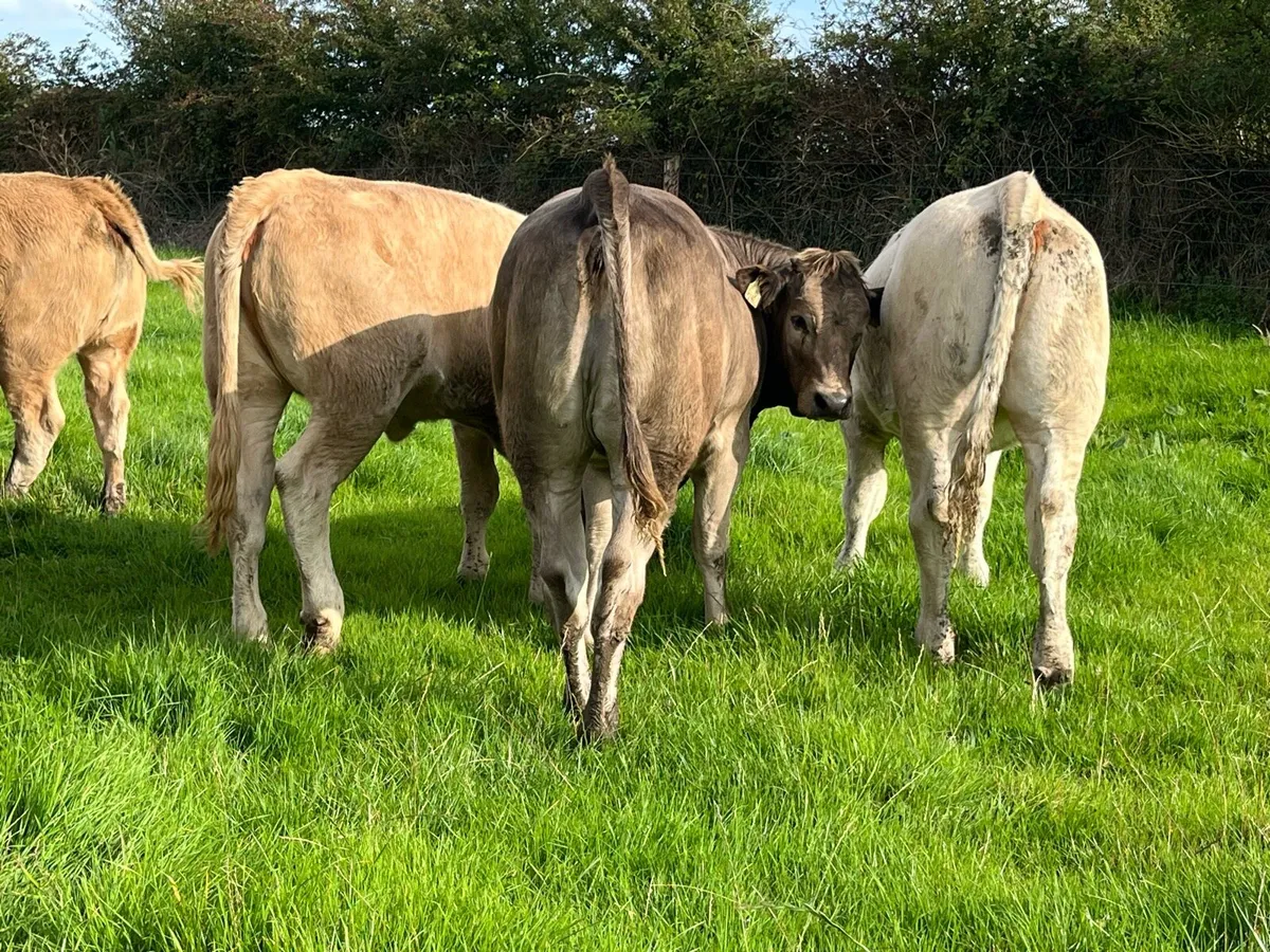 Store Heifers - Image 3