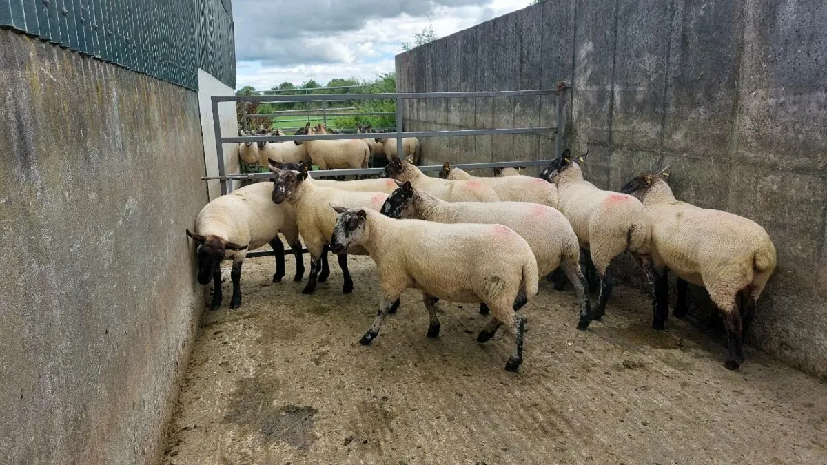Borris Ewes - Image 4