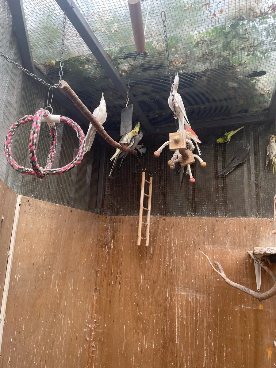 cockatiels - Image 1