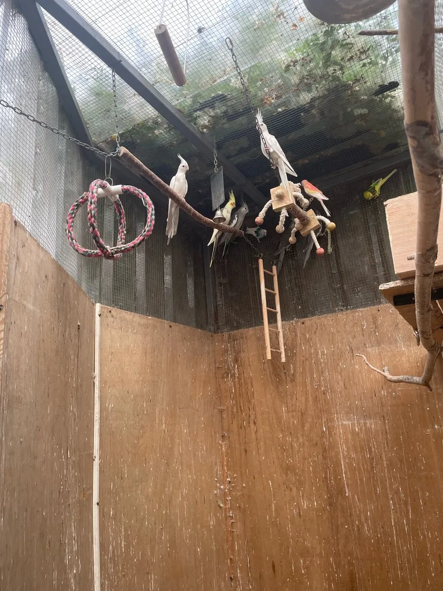 cockatiels - Image 2