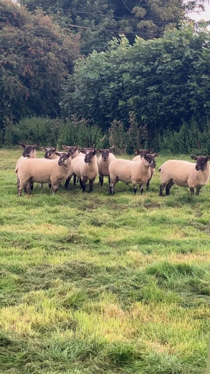 Borris Ewe Breeders Show and Sale 2025 - Image 2