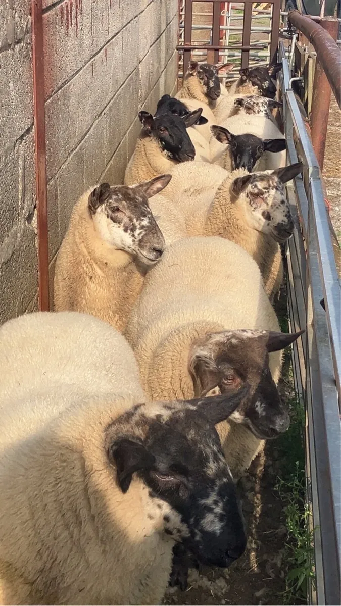 Borris Ewe Breeders Show and Sale 2025 - Image 1