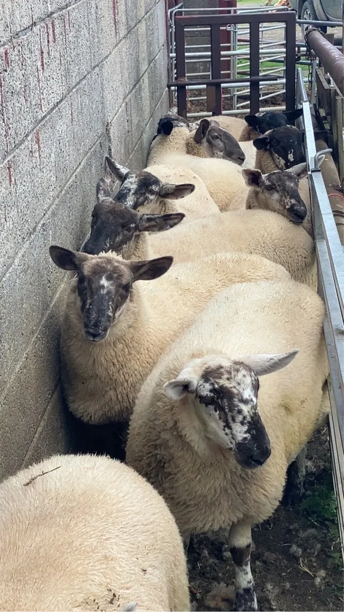 Borris Ewe Breeders Show and Sale 2025 - Image 3