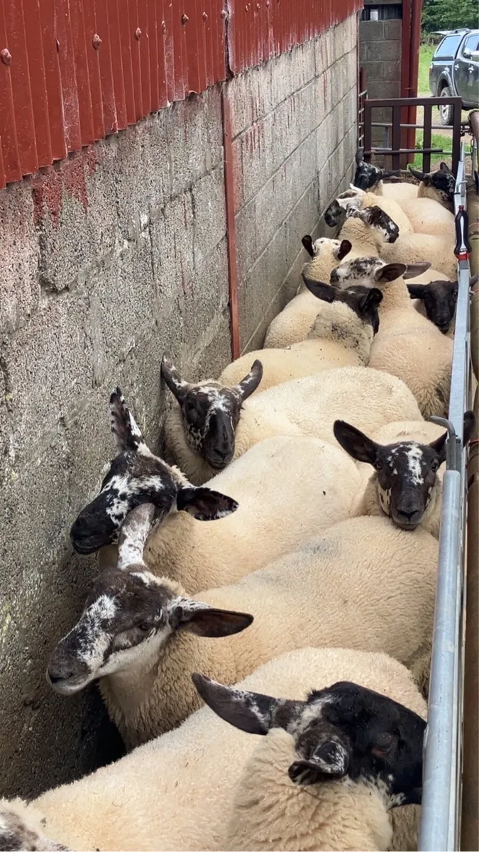 Borris Ewe Breeders Show and Sale 2025 - Image 4