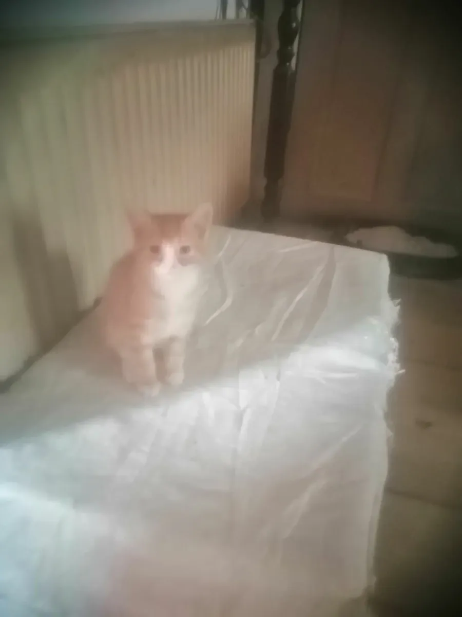Kittens - Image 1
