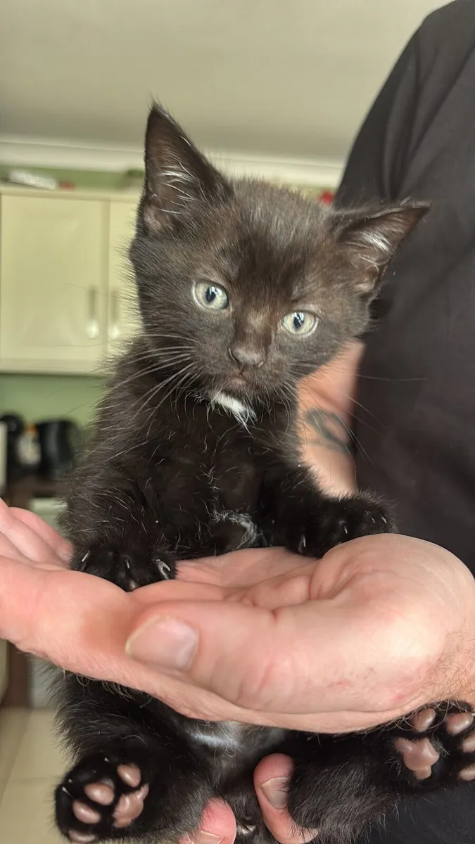 Adorable Kittens - Image 2