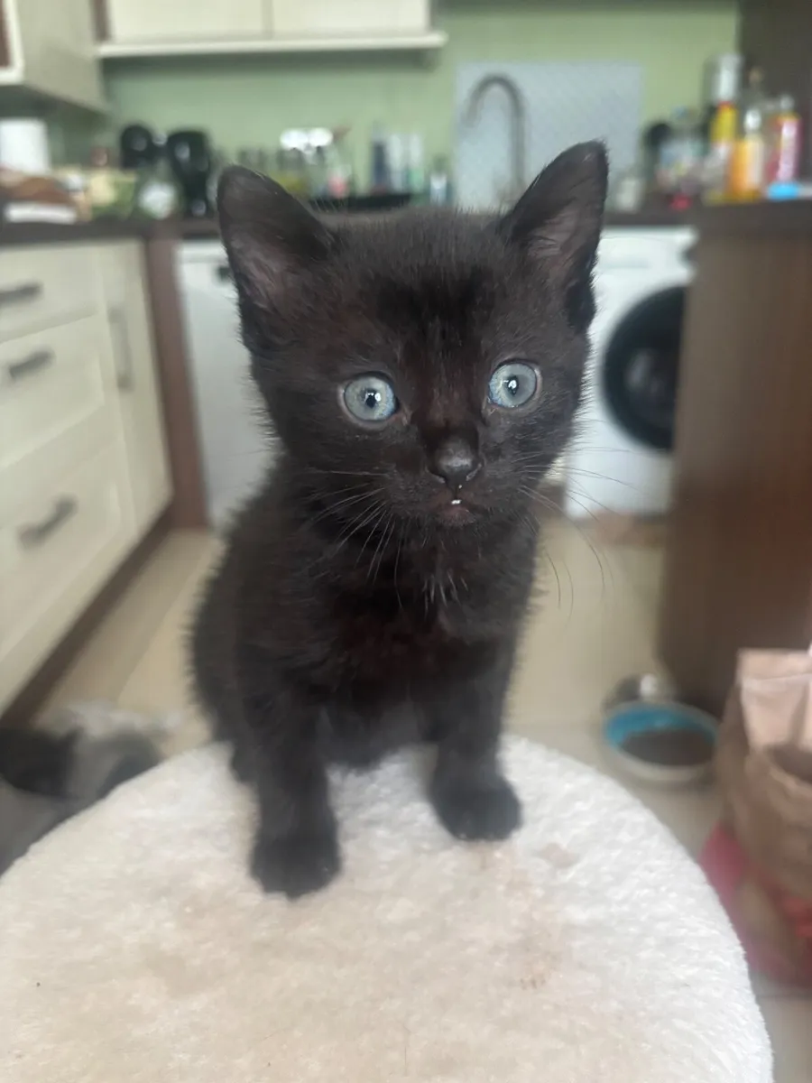 Adorable Kittens - Image 3